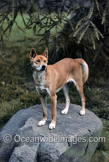 Dingo Canus dingo photo