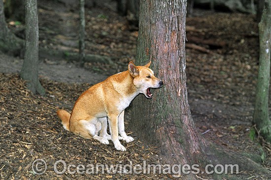 Australian Dingo Canus dingo photo