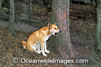 Australian Dingo Canus dingo Photo - Gary Bell