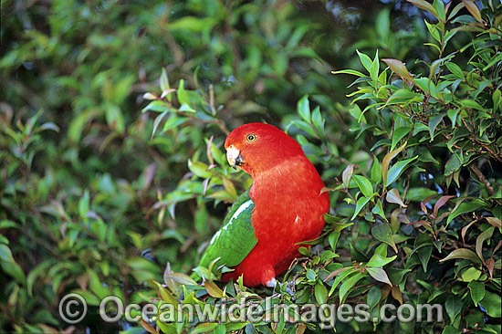 Australian King Parrot Alisterus scapularis photo