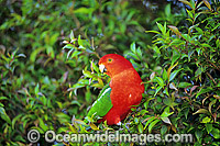 Australian King Parrot Alisterus scapularis Photo - Gary Bell