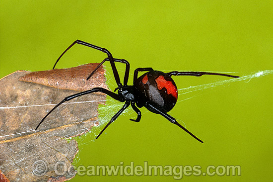 Red-back Spider Latrodectus hasselti  photo