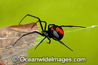 Red-back Spider Latrodectus hasselti  Photo - Gary Bell