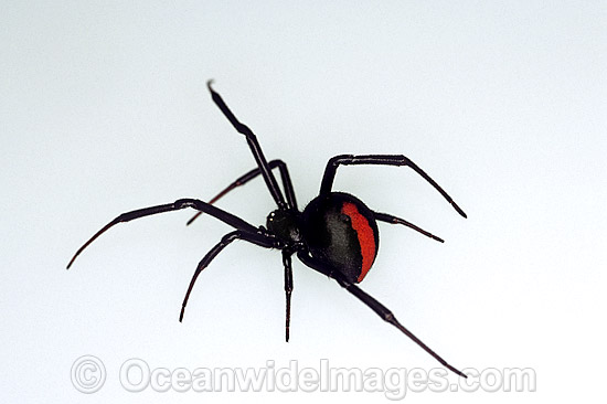 Red Back