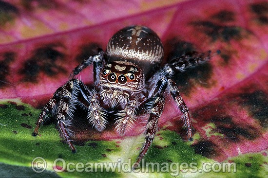 Garden Jumping Spider Opisthoncus sp. photo