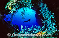 Scuba Diver and Sponge Garden Photo - Gary Bell