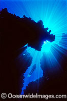 Silhouette of Scuba Diver in undersea cave Photo - Gary Bell
