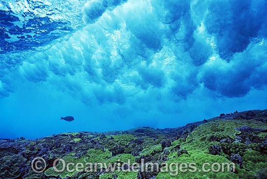 Surgeonfish beneath breaking wave photo