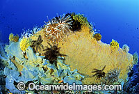Gorgonian Fan Coral and Feather Stars Photo - Gary Bell