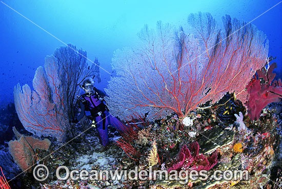 Scuba Diver and Gorgonian Corals photo