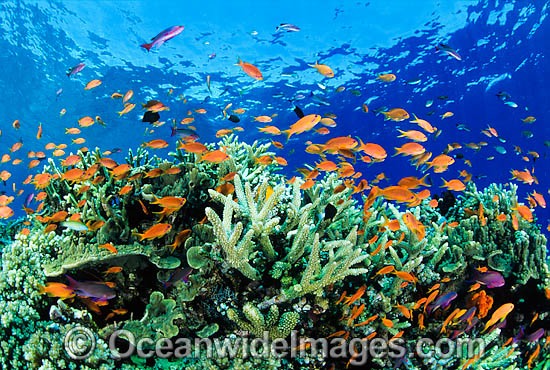 Orange Fairy Basslets and Coral photo