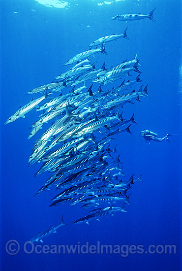 Scuba Diver schooling Chevron Barracuda photo