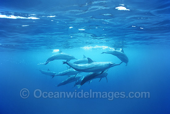Long-Snouted Spinner Dolphin photo