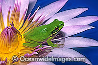 Eastern Dwarf Tree Frog on waterlily flower Photo - Gary Bell