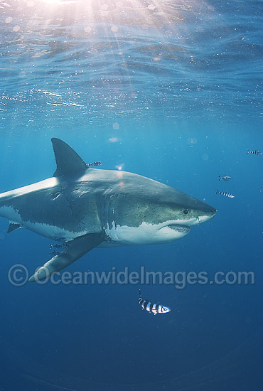 Great White Shark surrounded by Pilot Fish photo