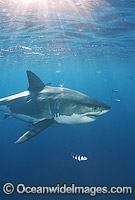 Great White Shark surrounded by Pilot Fish Photo - Chris & Monique Fallows