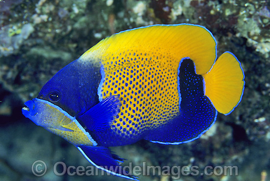 hd pictures, Angelfish picture, Angelfish photos and pictures