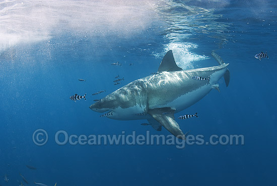 Great White Shark with Pilot Fish photo
