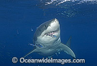 Great White Shark with Pilot Fish Photo - Chris & Monique Fallows