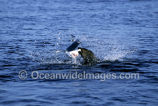 Bull Seal attacking Blue Shark photo