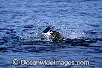 Bull Seal attacking Blue Shark Photo - Chris & Monique Fallows
