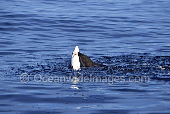 Cape Fur Seal attacking Blue Shark photo