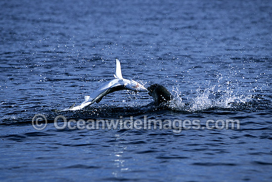 Seal predating on Blue Shark photo