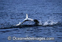 Seal predating on Blue Shark Photo - Chris & Monique Fallows