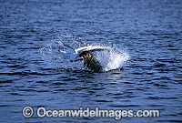 Seal attacking Blue Shark Photo - Chris & Monique Fallows