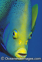 Blue Angelfish Pomacanthus semicirculatus Photo - Gary Bell