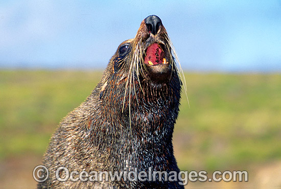 New Zealand Fur Seal bull photo