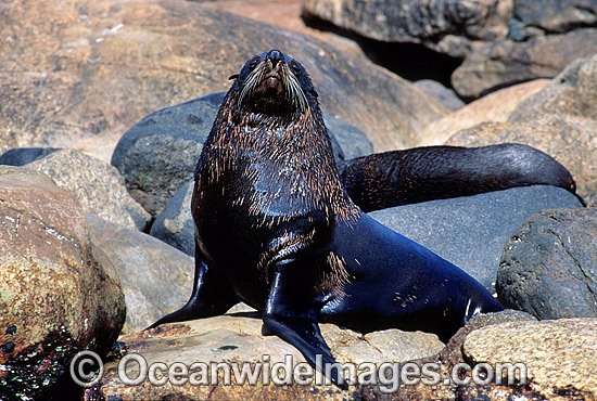 New Zealand Fur Seal bull photo