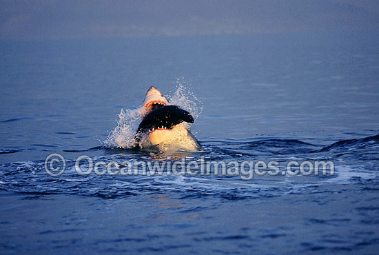 Great White Shark attacking Seal photo