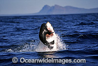 Great White Shark breaching on Cape Fur Seal Photo - Chris & Monique Fallows