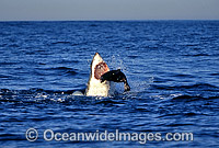 Great White Shark attacking Cape Fur Seal Photo - Chris & Monique Fallows