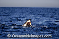 Great White Shark attacking Cape Fur Seal Photo - Chris & Monique Fallows