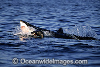 Great White Shark attacking Seal Photo - Chris & Monique Fallows