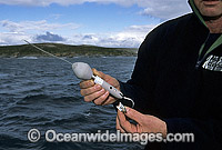 CSIRO satelite transmitting device tracking Great White Sharks Photo - Gary Bell
