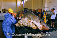 Scientists examine a large Great White Shark Photo - Gary Bell