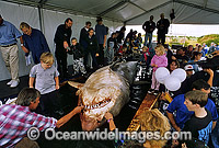 Spectators with a large female Great White Shark Photo - Gary Bell