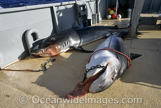 shark fishing Stock Images