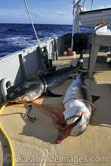Tiger Sharks caught on set drum lines photo