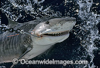 Tiger Shark caught on set drum line Photo - Gary Bell
