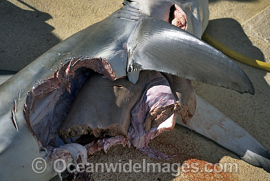 Dusky Shark attacked by Tiger Sharks photo