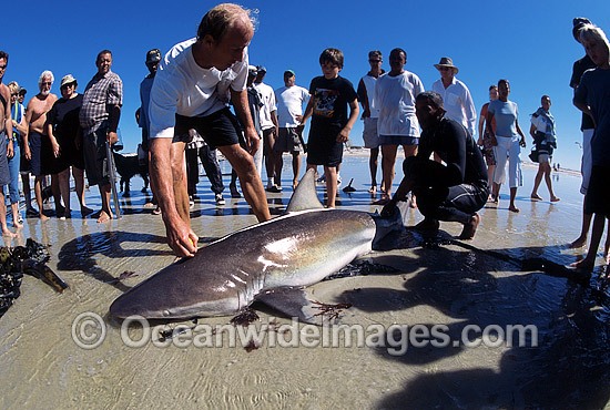 Bronze Whaler Shark caught in net photo