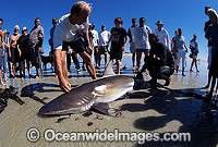 Bronze Whaler Shark caught in net Photo - Chris & Monique Fallows