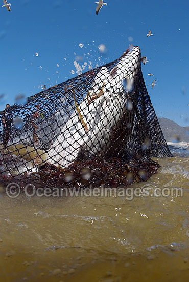 Bronze Whaler Shark caught in beach net photo