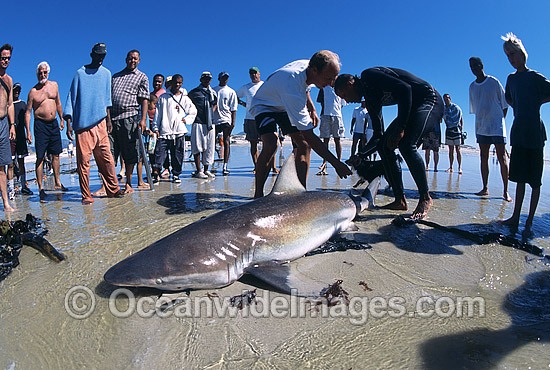 Bronze Whaler Shark caught in beach seine net photo