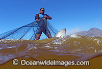 Bronze Whaler Shark caught in beach seine net Photo - Chris & Monique Fallows