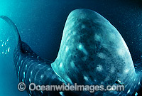 Whale Shark dorsal fin transmitting device Photo - Gary Bell